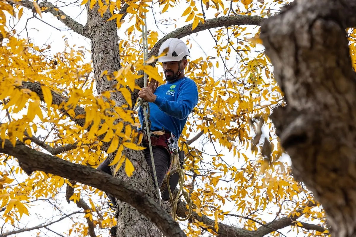 Skilled Tree Pruning crew working in Otter Creek