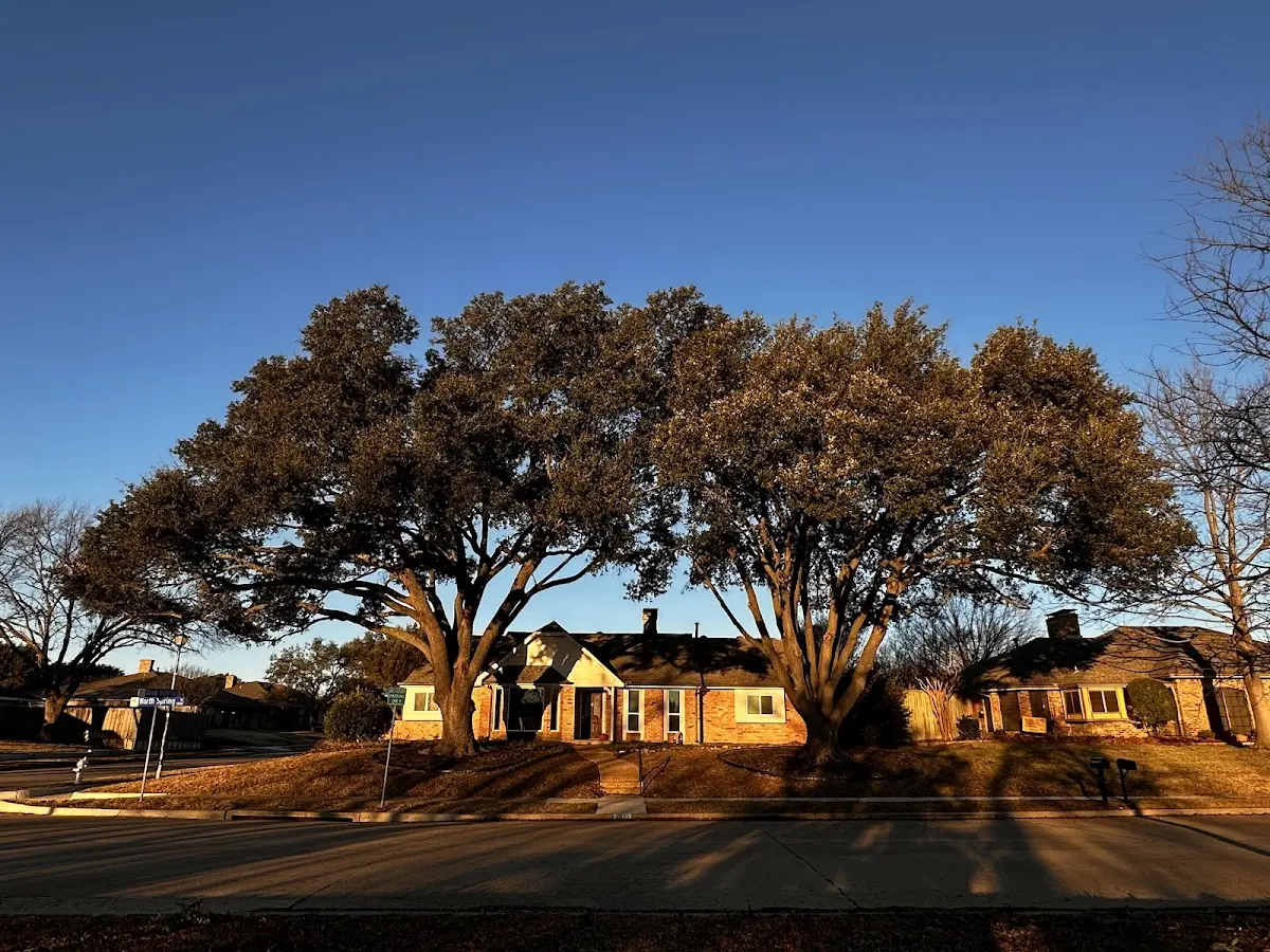 Established residential canopy tree shading a home in Otter Creek